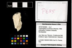 Foto (Objekt + Etikett) von Cracensigillatus acutirostrus (Moericke, 1889)  (NHMW-GEO-2014-0194-0685)